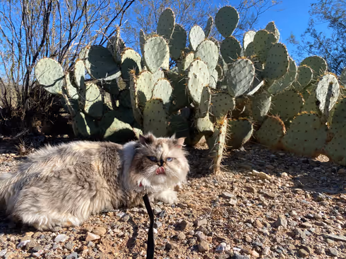 Item #88063557034118437660925886446302507819426649905583175627315428977301071593473 Media