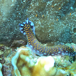 80965803268169370603932631570667161375508893671094224909166964046848086507521