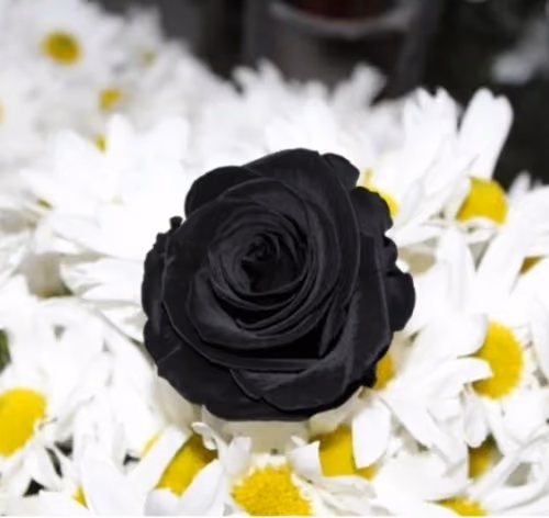BlackRoses Collection