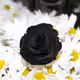 BlackRoses Collection