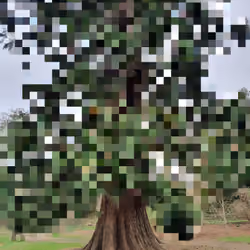 Tree of life!