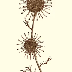 Mars Flowers