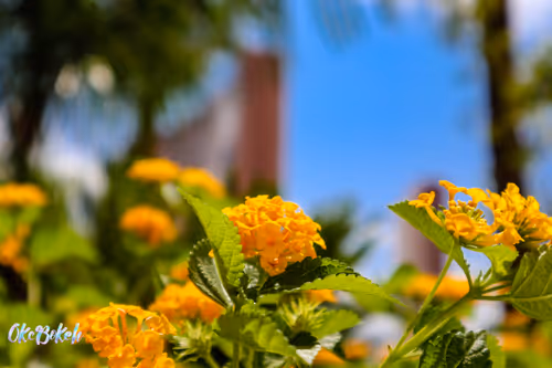 Item #30985419060957023672606833204645685316652492575224970316942919788628774223873 Media