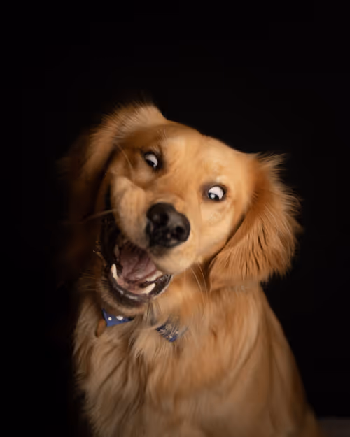 Item #3145360531430904933495942820931552338028161050553888084454697302397233922049 Media