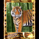 Animal Kingdom Card Collection | KriptoKrazed