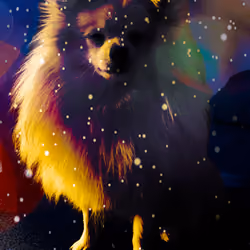Pepito Spitz