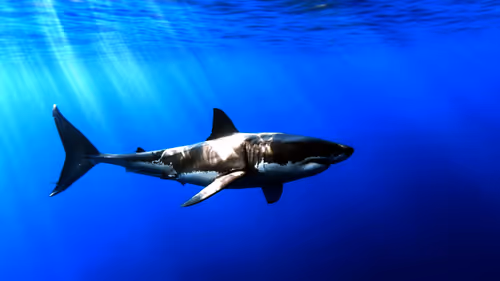 Item #13687305235395116474647987808877005132310700832774103194176020150479002533889 Media