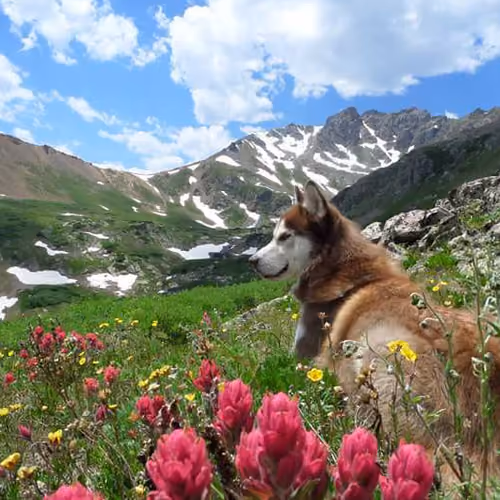 Alpine Adventures 