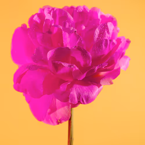 Flowerfarmnft