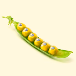 Golden corn