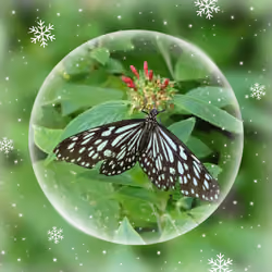 Butterfly Crystal Ball #6