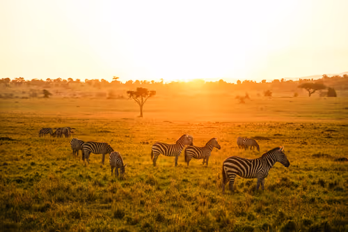 Item #112687108726403883410693318050335134033730152849283902503465333984750953562113 Media