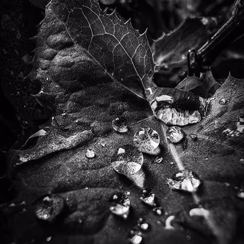 Natures Diamond