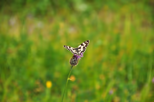 Item #92971587401879212914465603849674525645265351012255145539777938621297860804609 Media