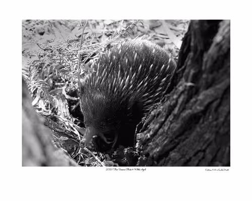 Item #24600310660482288606297797528155087939323639147399647196853483682022213812225 Media