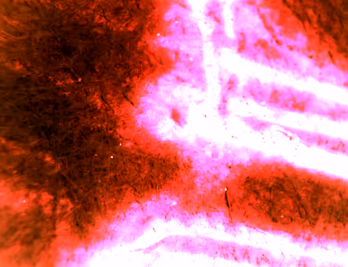 Item #71646257518770613568983710813551014237803002136866425209291834350650005651457 Media