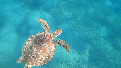 Item #57636846716625674083637003599082399011400728335992986804098864705490342903809 Media