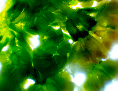 Item #71646257518770613568983710813551014237803002136866425209291833856969284780033 Media