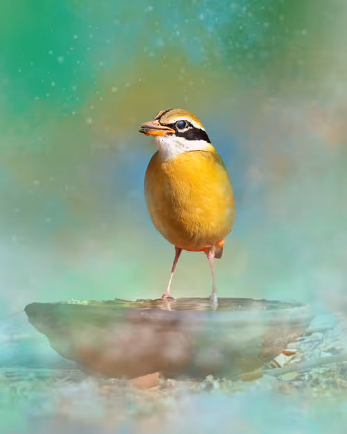 Item #20879904977050231781978559907445915739532146362246903749837269917206914793473 Media