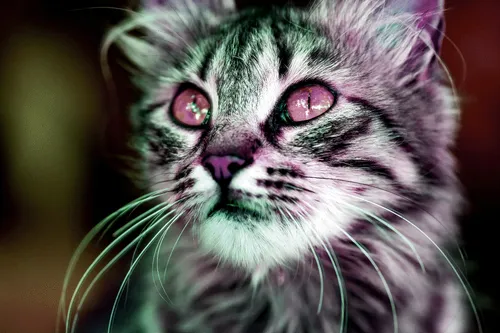 Item #95930744612989253264341458363878669706731092846429446161851758915785311911937 Media