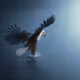 Wildlife Ventures