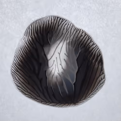 Black Camellia