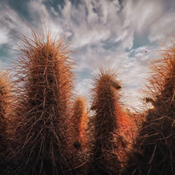 Cactus Serenity #65 