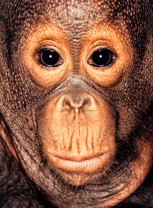 Item #109162157552346088047496633038404394118504199992061596446112929734872547721217 Media