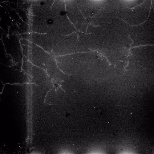 Lifeincelluloid