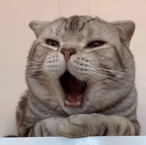 Item #506614017608188570824604822011872825915664813029036437365082800059456684033 Media