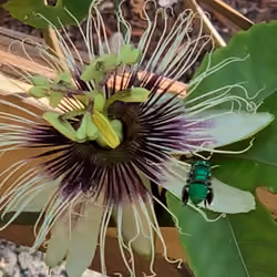 Green Orchid Bee