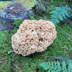 Forest Brain
