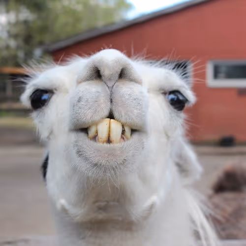 Lama test eth nft
