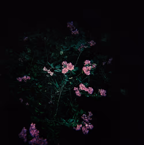 Item #80141737210111839928667523403933295145384279437019335330195524775280642097153 Media