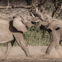 Sparring Giants