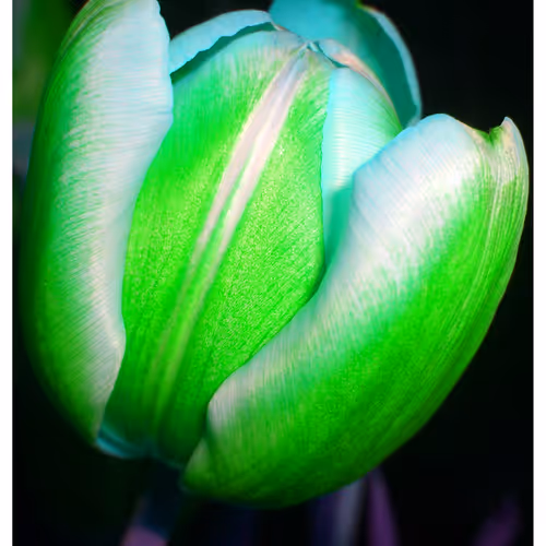 Mytulips