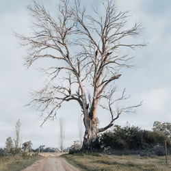 Tree 013