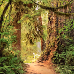 Washington trail