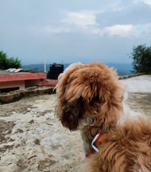 Item #62121686251446972173272091862159377047896999424671428629564572726372536942593 Media