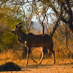 Nyala strut
