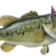 FishingLifeClub Collection - old