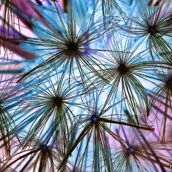 Fireworks on the Dandelion_Test 2