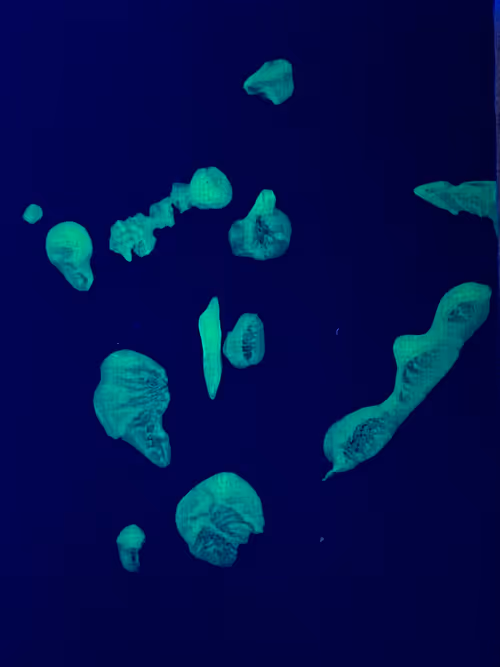 Item #82156306384610747966184862212727550247456131418142315154672423512742293405697 Media