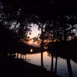 Deciduous sunset