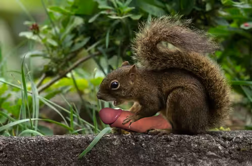 Item #3299935879030595428675909296009240746146780516174219765040948477437056909313 Media