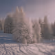 Winter Wonderland By Alex Kittoe