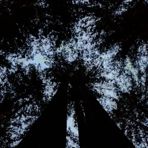 The Dreamlife of Fruit