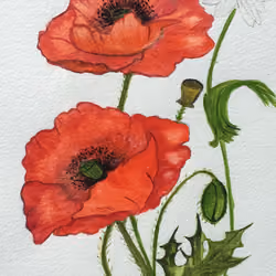 Poppy