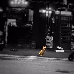 dog