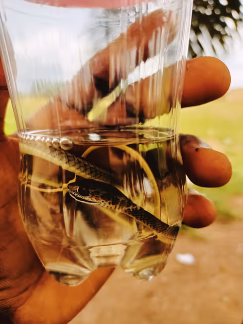 Item #75921230545940014357518005849459215366201420382208221075165108917728796737537 Media